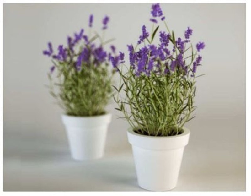Bibit Bunga Lavender 1