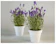 Bibit Bunga Lavender 1