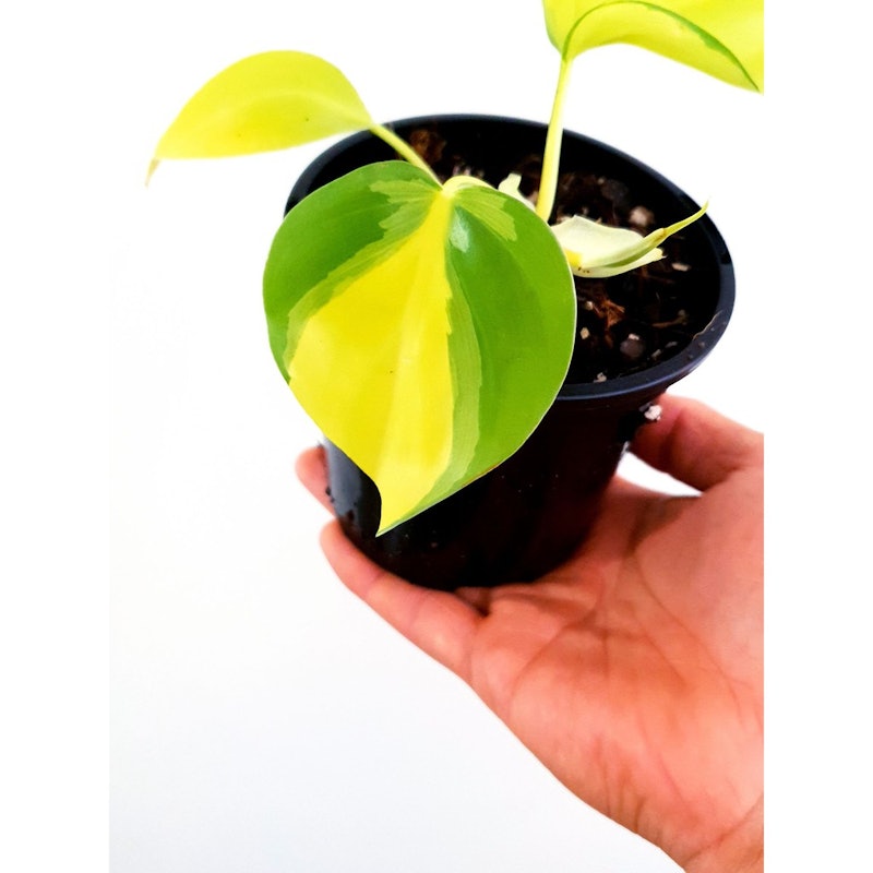 Philodendron Brasil 2