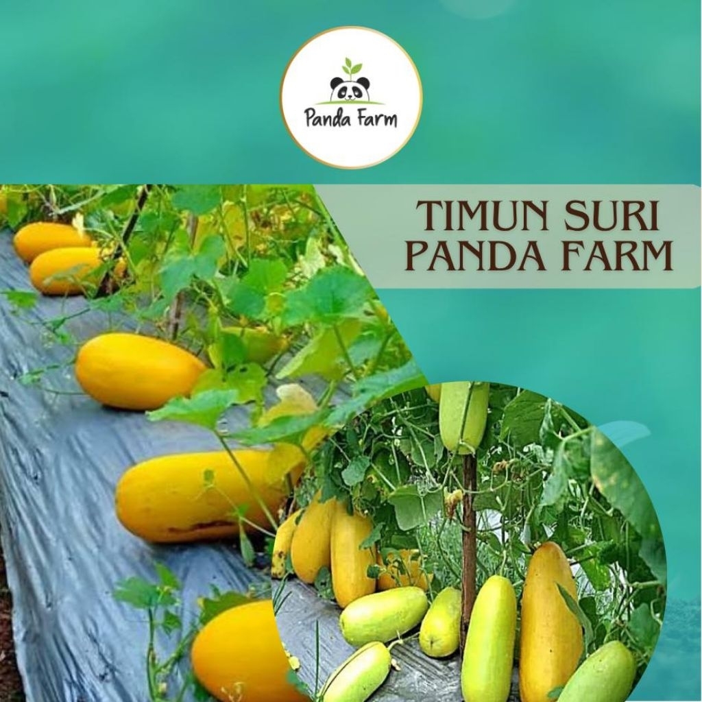 Panda Farm Benih Timun Suri  4