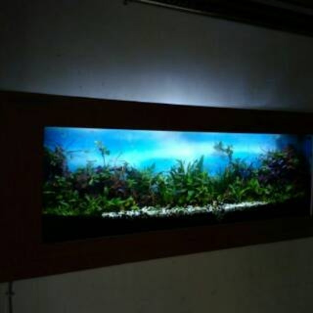 Aquarium Dinding Size XL