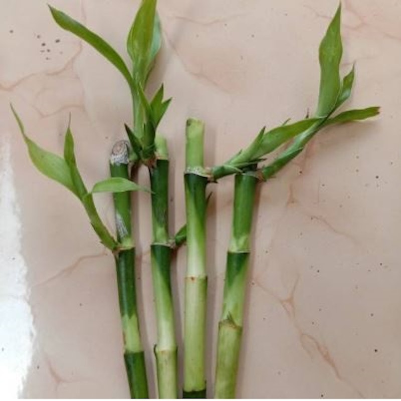 Lucky Bamboo (Dracaena sanderiana) 3