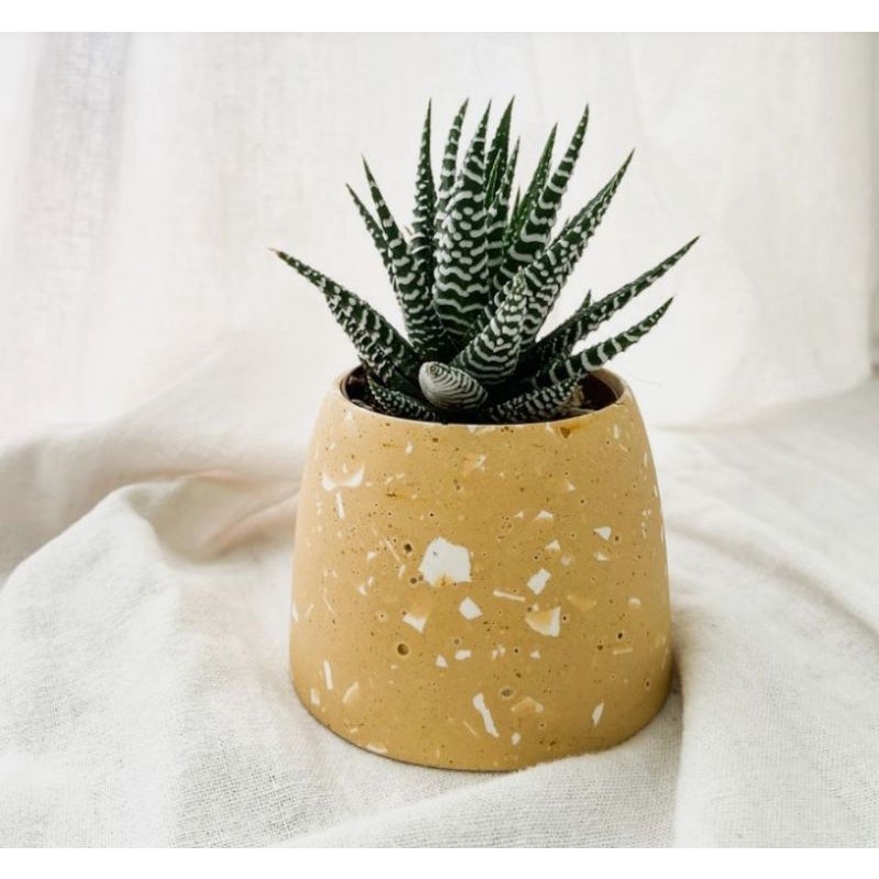 Succulent Haworthia attenuata / Tanaman zebra 1