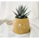 Succulent Haworthia attenuata / Tanaman zebra 1