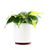 Philodendron Brasil 1
