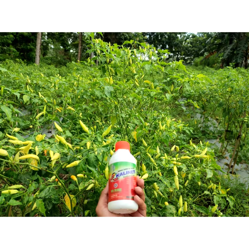 Mitra Bertani Kalinet Kalium Cair