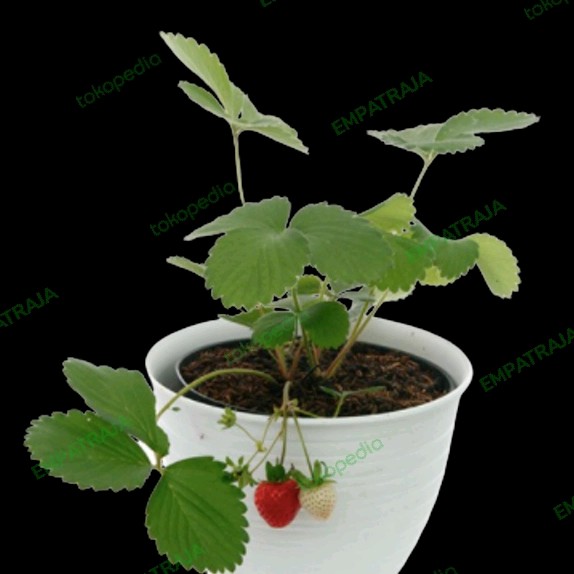  Bibit Strawberry Chandler