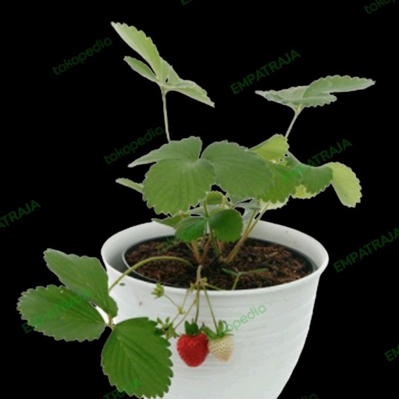 Bibit Strawberry Chandler 3