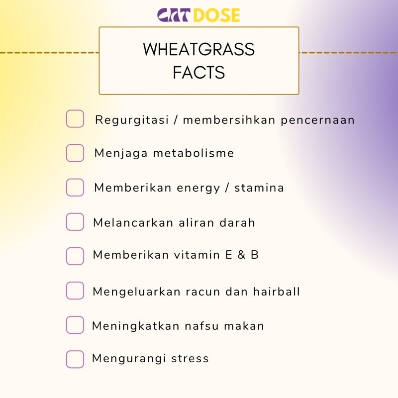 CATDOSE RUMPUT KUCING PREMIUM WHEATGRASS