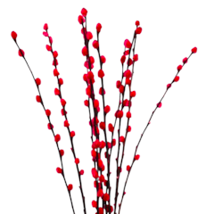 Dried Pussy Willow