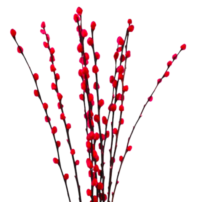 Dried Pussy Willow 1