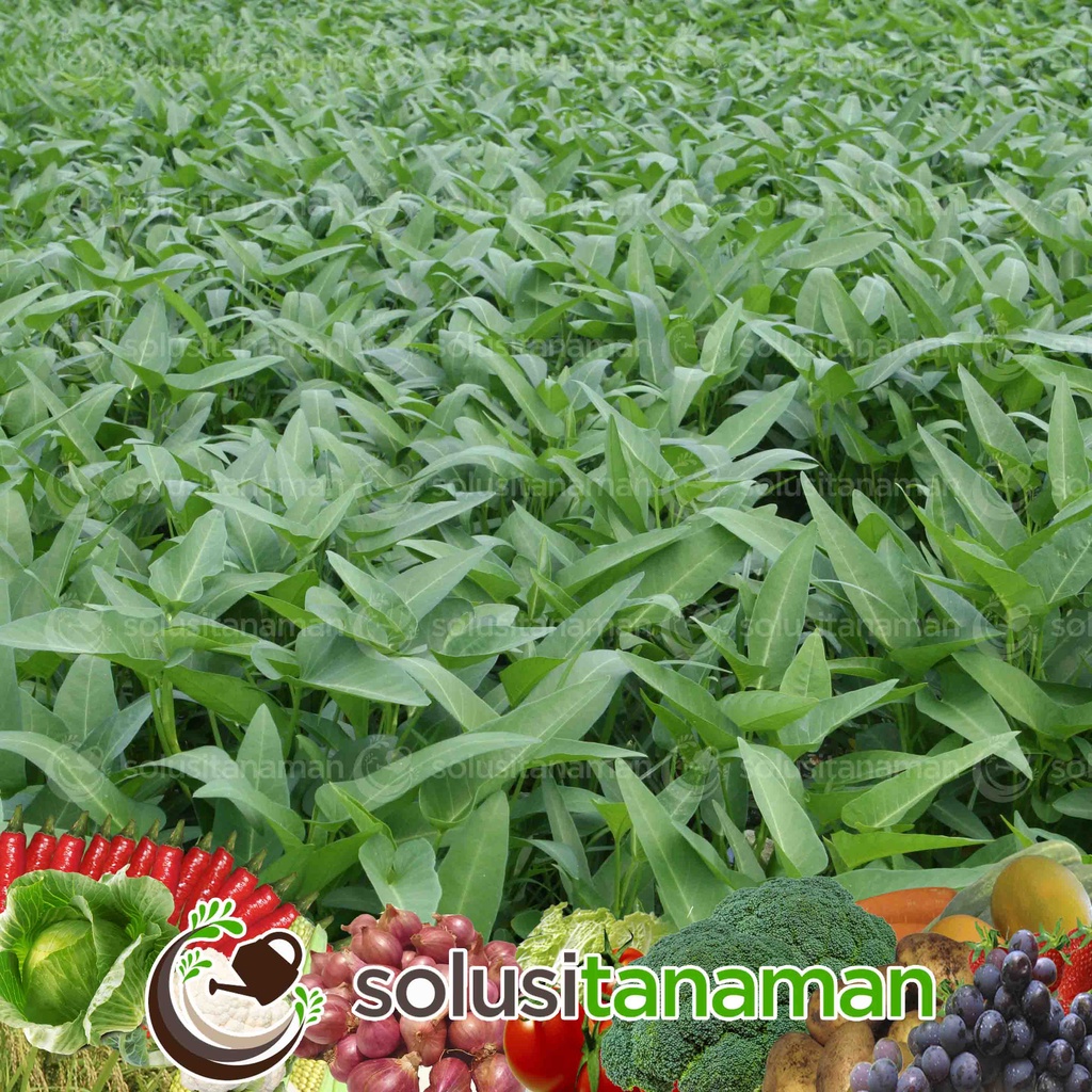 Ta Fung Benih Kangkung Super