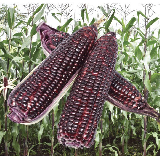 Nada Fast Benih Jaya Benih Jagung Ketan Ungu F1 4