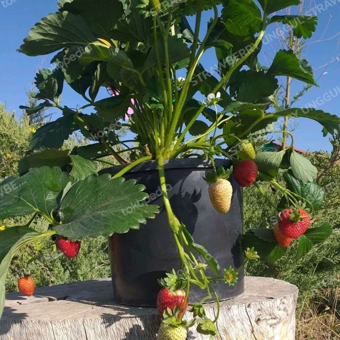 Bibit Strawberry Seolhyang