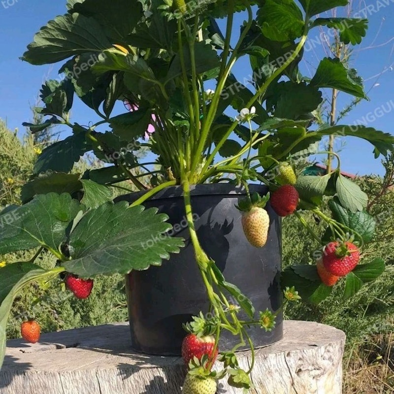 Bibit Strawberry Seolhyang 1