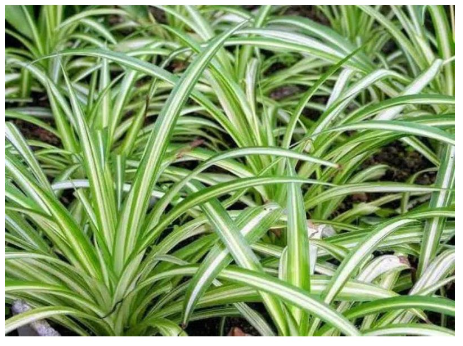 Lili Paris / Spider Plant (Chlorophytum comosum) 3