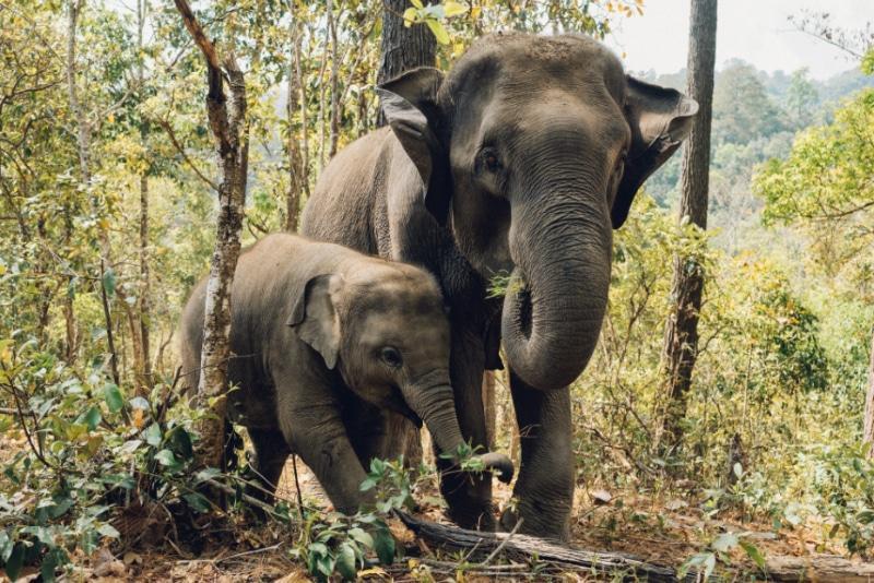 The Satwa Elephant Ecolodge 5