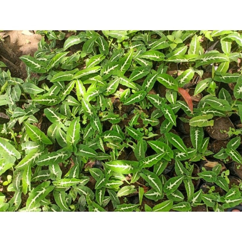 Syngonium wendlandii 3