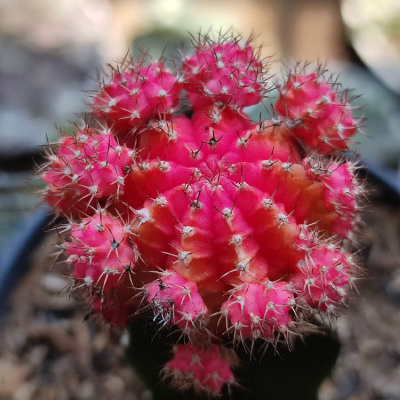  Kaktus Hias Grafting Gymno Impor