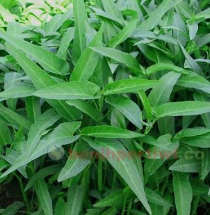 Agri Makmur Pertiwi Cap Benih Pertiwi - Benih Kangkung Bika