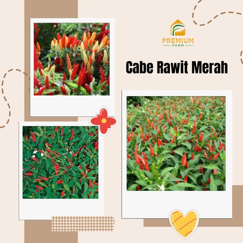 Premium Farm Benih Cabe Rawit Merah F1 4