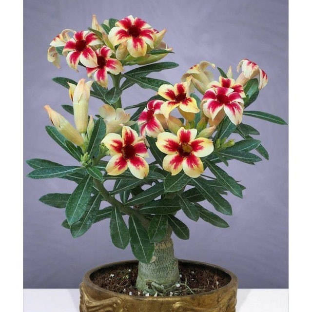 Bibit Bunga Adenium (kamboja Jepang)