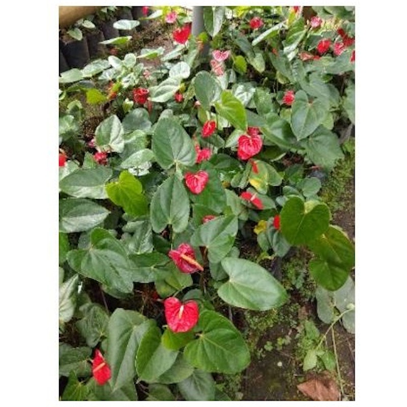 Anthurium Andraeanum 5