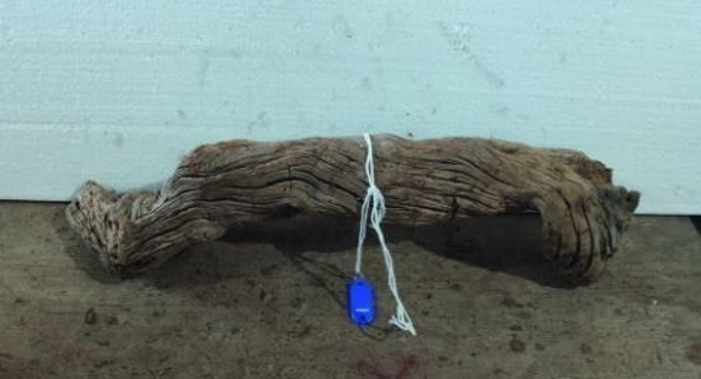  Kayu Santigi Gunung Jumbo