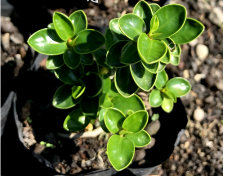  Bonsai Mikro Dolar Mangkok Pupus Merah