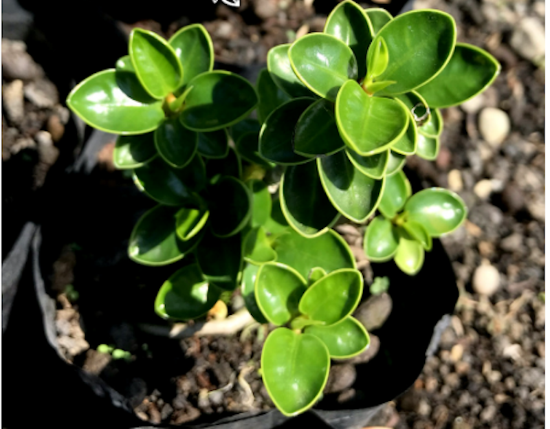 Bonsai Mikro Dolar Mangkok Pupus Merah 2