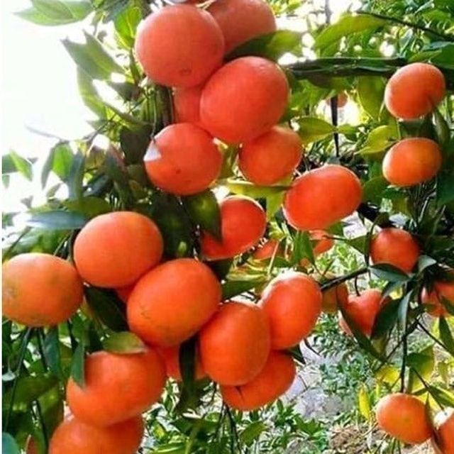 Bibit Jeruk Santang Madu Tambulapot 2