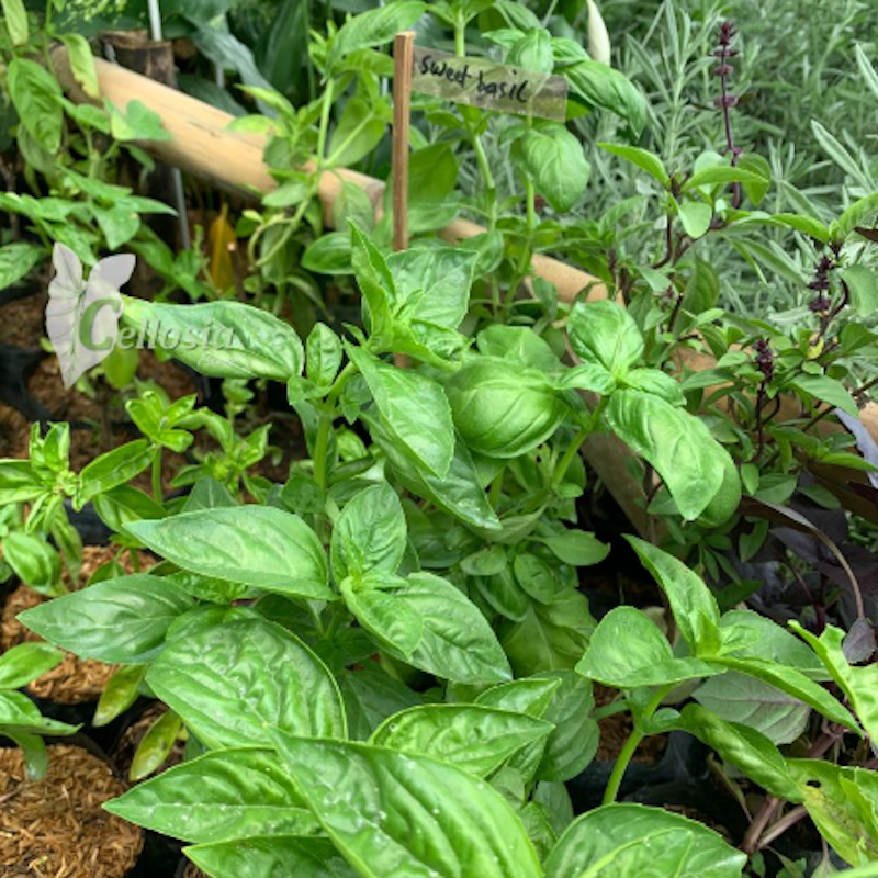 Tanaman Basil 2
