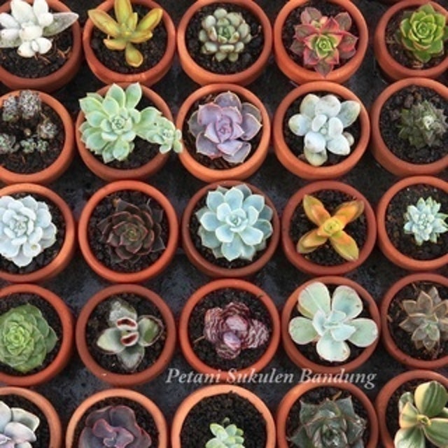 Petani Sukulen Bandung Kaktus Hias Hidup Aneka Warna
