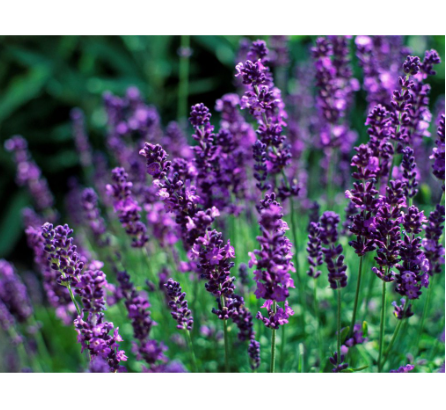  Tanaman Lavender