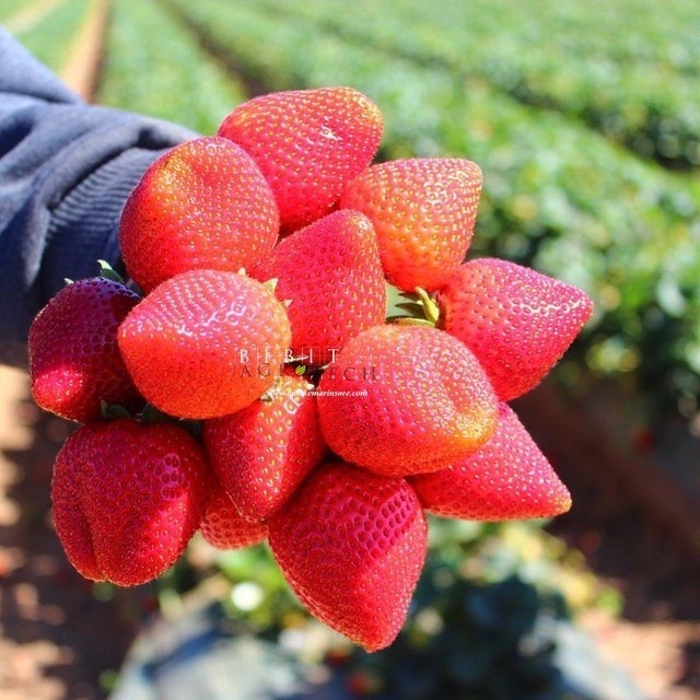  Bibit Strawberry California 