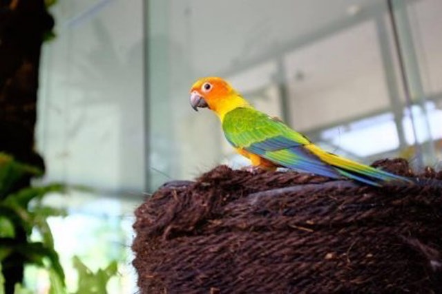 Aviary Hotel Bintaro 5