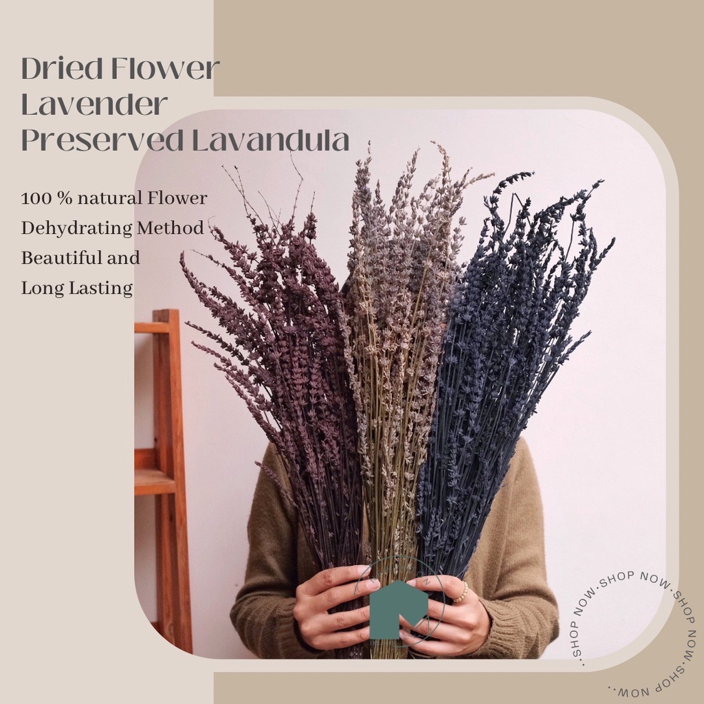 Bunga Kering Rustic Vintage Preserved Lavender 5