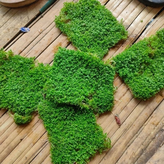  Hemianthus callitrichoides 'Cuba'