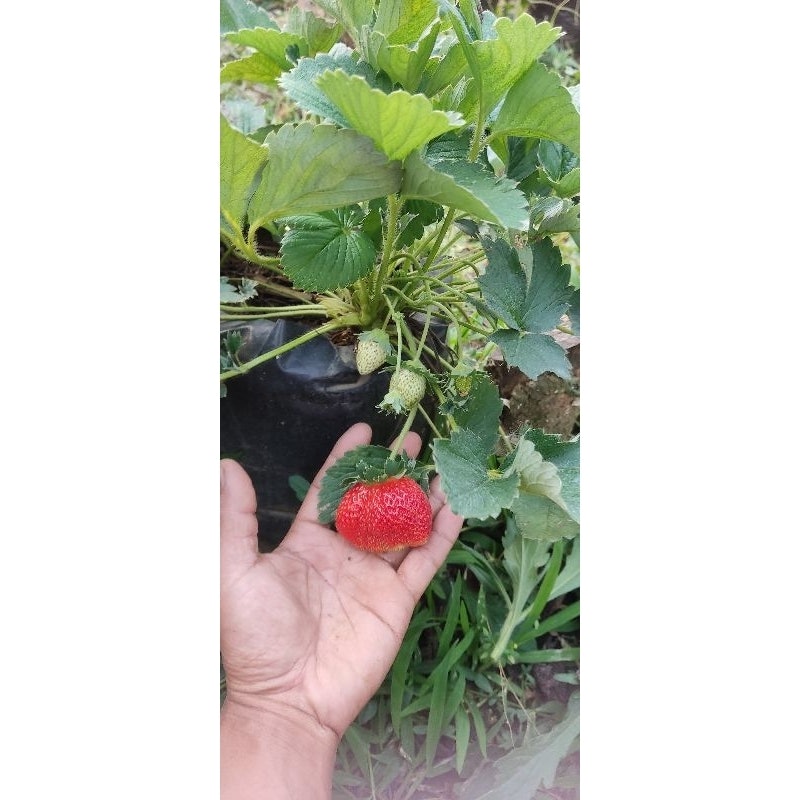 Bibit Strawberry Sagahonoka 5