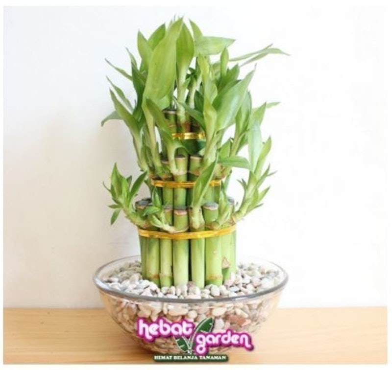 Bambu Hoki