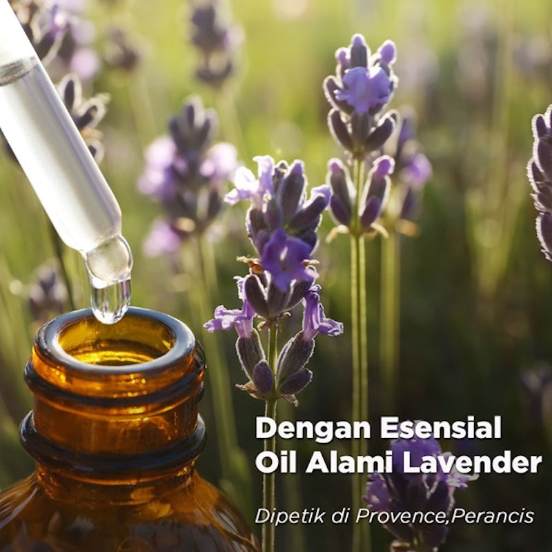 Downy French Lavender 2