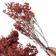 null Preserved Limonium 1
