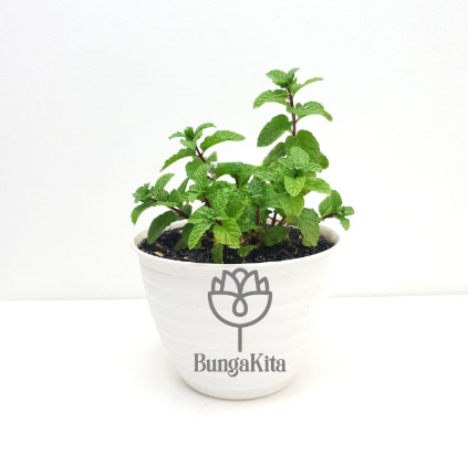 Tanaman Peppermint