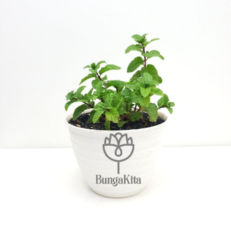 Tanaman Peppermint 1