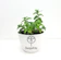 null Tanaman Peppermint 1