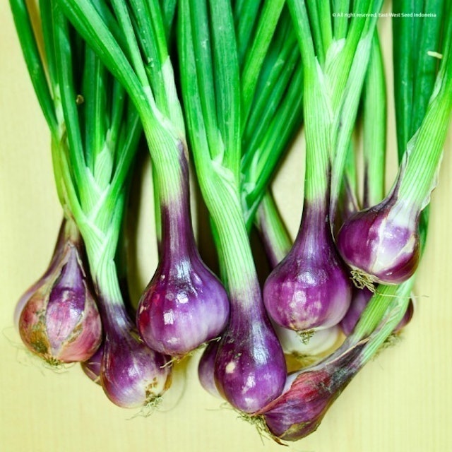 East-West Seed Cap Panah Merah - Benih Bawang Merah Lokananta