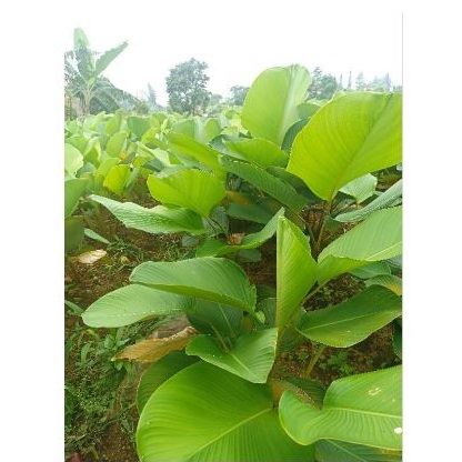 Cuban Cigar (Calathea Lutea)