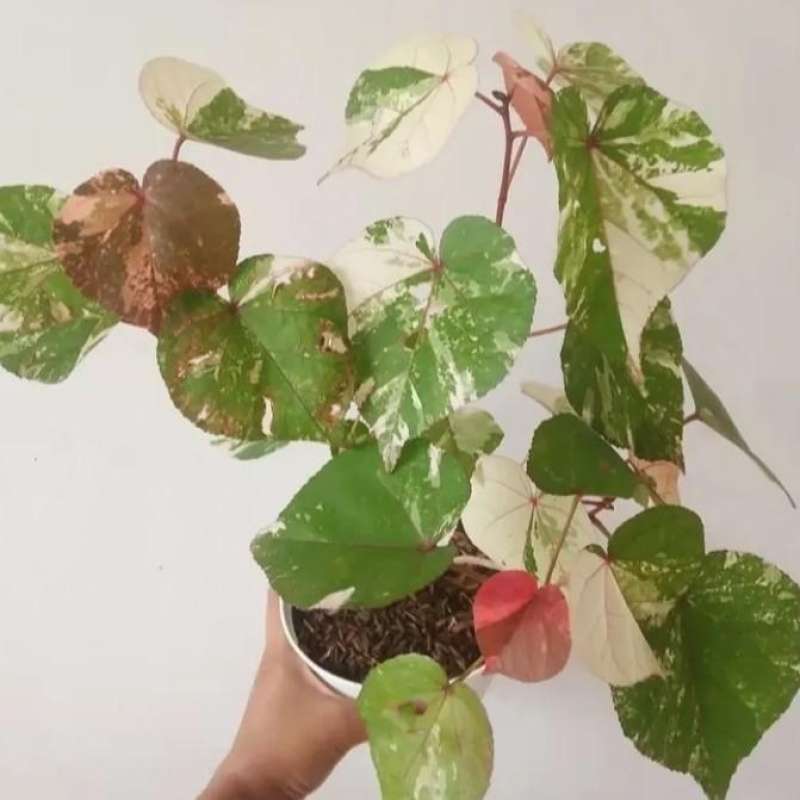  Bonsai Waru Variegata