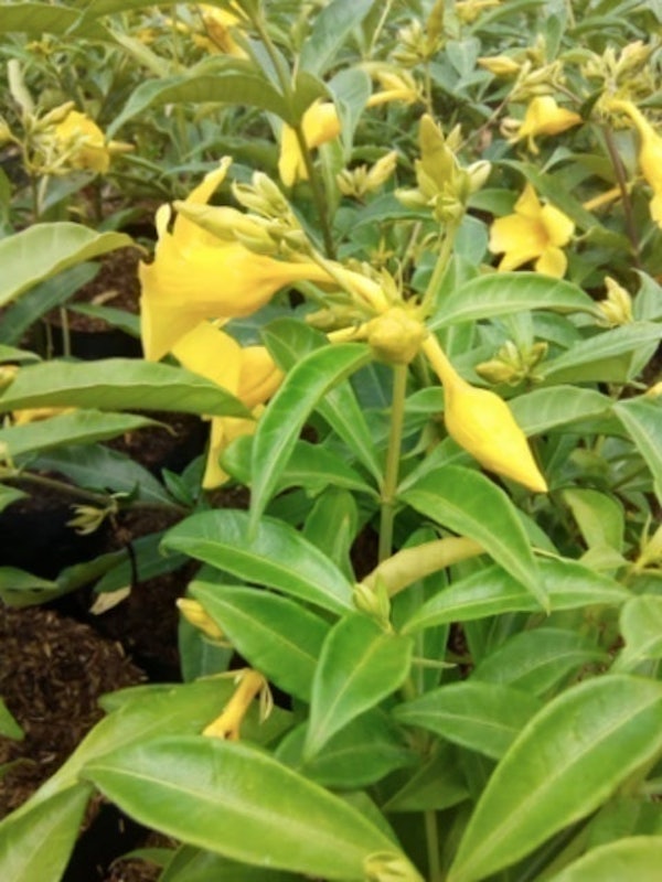 Alamanda Kuning 3
