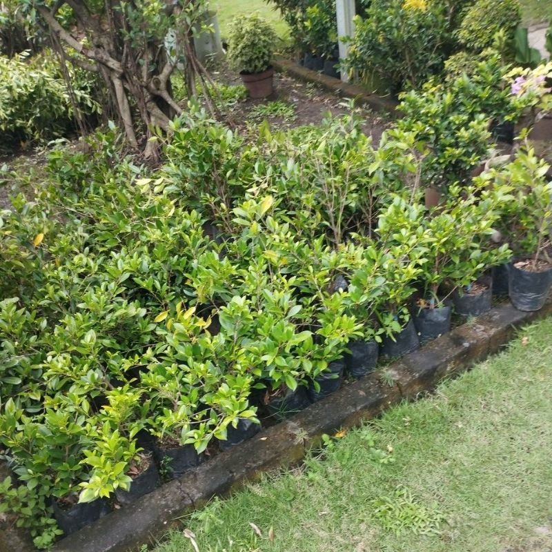  Bonsai Beringin Kimeng